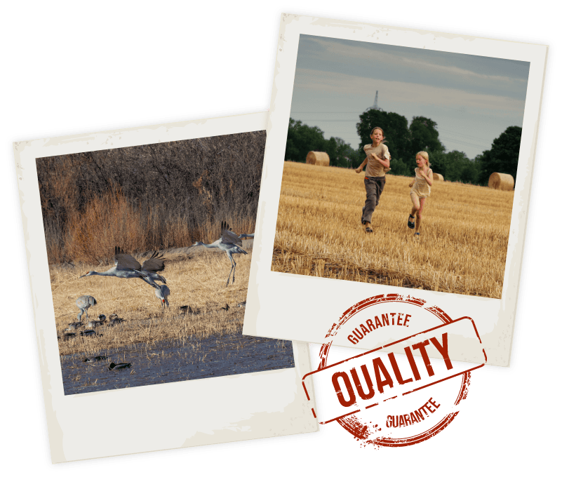 Kids running in field and geese flying over swampy water in Doniphan, NE.